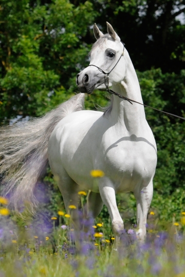 https://www.redwoodlodgearabians.com/core/image.php?src=app/media/uploads/website/30/photos/website_posts/1835/Sephoriaa_EYE4209web.jpg&width=360&height=540