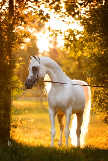 https://www.redwoodlodgearabians.com/core/image.php?src=app/media/uploads/website/30/photos/website_posts/1986/RL_Artique_1.jpg&width=360&height=540