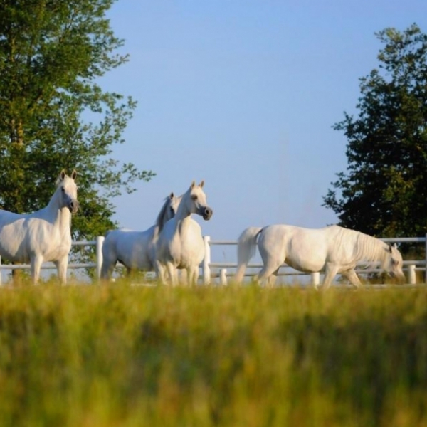 https://www.redwoodlodgearabians.com/core/image.php?src=app/media/uploads/website/30/photos/website_posts/1623/b943db00_3df9_48c7_9bff_b40ef214d759.JPG