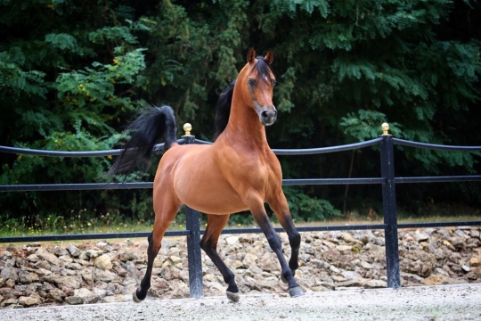 https://www.redwoodlodgearabians.com/core/image.php?src=app/media/uploads/website/30/photos/website_horses/2195/Abha_Omani.jpg&width=540&height=360