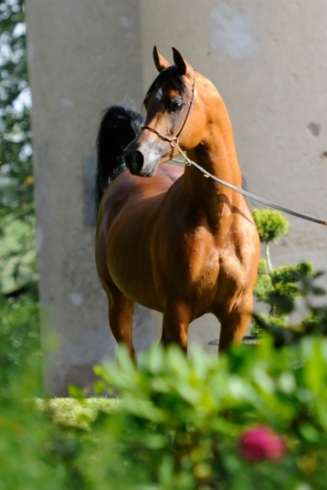 https://www.redwoodlodgearabians.com/core/image.php?src=app/media/uploads/website/30/photos/website_horses/2195/Abha_Omani_EYE3764web.jpg&width=360&height=540