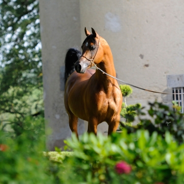 https://www.redwoodlodgearabians.com/core/image.php?src=app/media/uploads/website/30/photos/website_horses/2195/Abha_Omani_EYE3764web.jpg&width=362&height=362